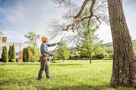 Best Tree Cabling and Bracing  in Rochester, PA